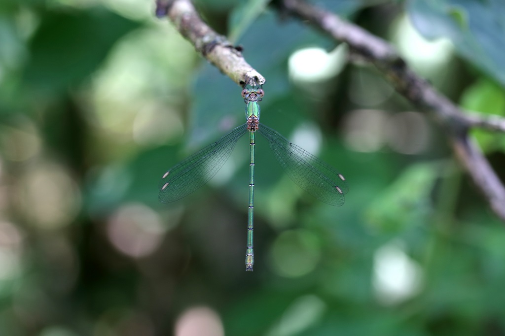Id